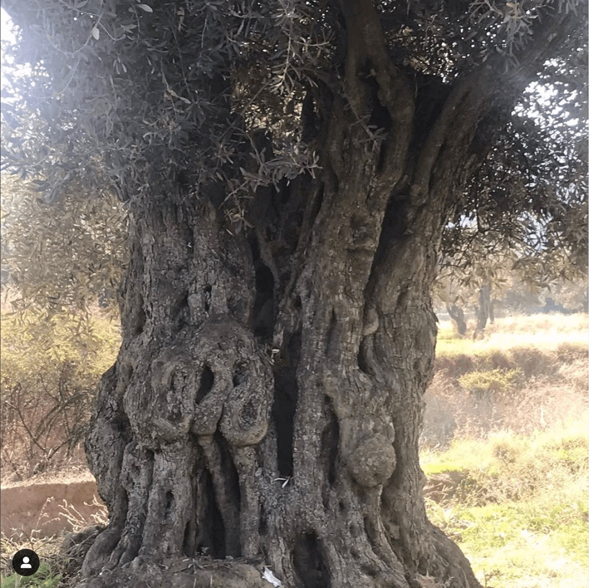 Memecik Erken Hasat Naturel Sızma Zeytinyağı (2LT) - Erken Hasat Zeytinyağı