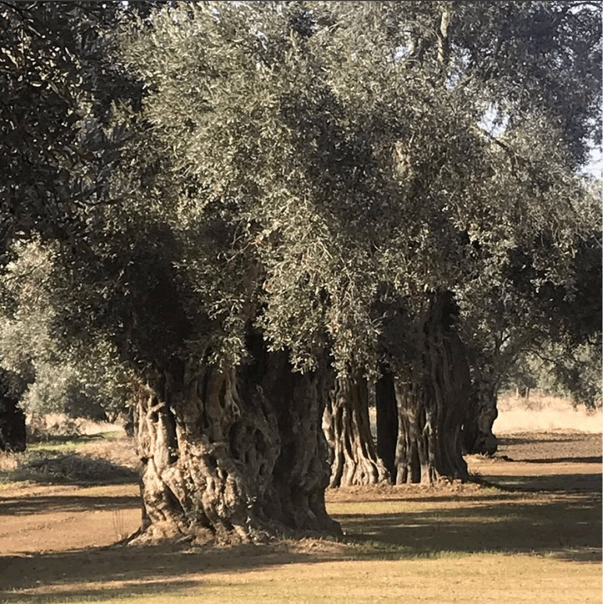 Memecik Erken Hasat Naturel Sızma Zeytinyağı (2LT) - Erken Hasat Zeytinyağı